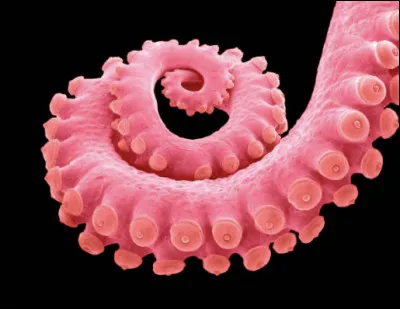 Que préfères-tu avoir ?