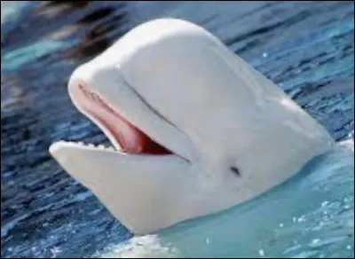 Quel est ton animal marin préféré ?