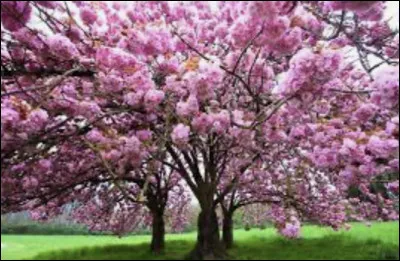 Quel arbre préfères-tu ?