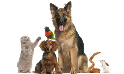 Quel animal préfères-tu ? (2)