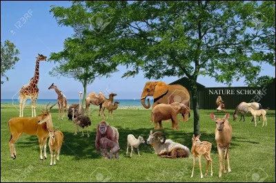 Quel animal préfères-tu ? (3)