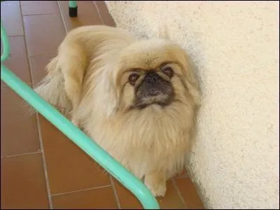 Quelle est cette race ?