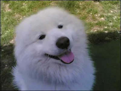 Quelle est cette race ?