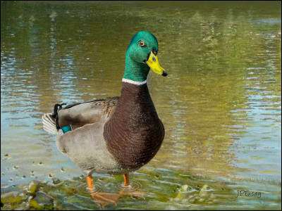 Qu'est-ce qui fait toin toin ?