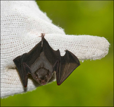 Comment appelle-t-on une chauve-souris avec une perruque ?