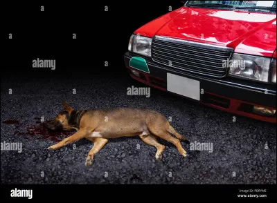 Situation : un chien traverse la rue en m&ecirc;me temps qu'une voiture ! Que fais-tu ?