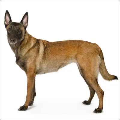 Le chien est sauv&eacute; gr&acirc;ce &agrave; toi ! Que fais-tu de lui ?