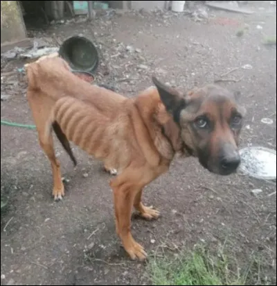 Tu t'aper&ccedil;ois alors qu'il est tout maigre ! Que fais-tu ?