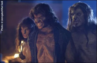 Ils sont plusieurs de la même origine, mais ils ne sont pas tous d'accord entre eux, alors forcément de temps en temps ça fait des étincelles !