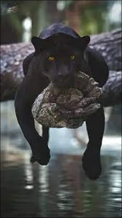 A qui doit-on la nouvelle "Une passion dans le désert", racontant l'amitié entre un soldat et une panthère durant la campagne d'Egypte ?