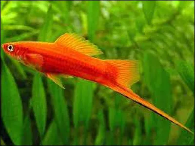 Quel est l'autre nom de ce poisson appellé ''Porte-épée'' ?