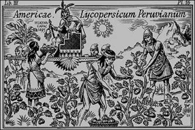 Gastronomie : Lors de quel siècle la tomate est-elle arrivée en France ?