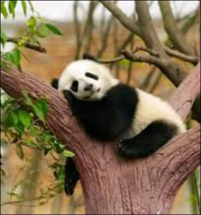 Si tu veux un panda, comment doit-il &ecirc;tre ?