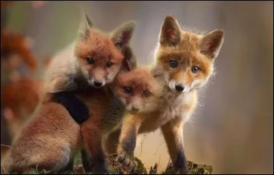 Si tu veux un renard, comment doit-il &ecirc;tre ?