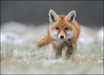 Si tu veux un renard roux, comment doit-il &ecirc;tre ? 2