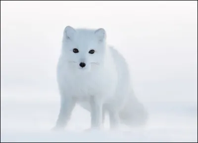 Si tu veux un renard blanc (polaire), comment doit-il &ecirc;tre ?