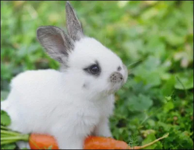 Si tu veux un lapin, comment doit-il &ecirc;tre ?