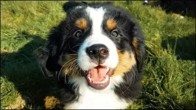 Et ce chien-là, quelle est sa race ?