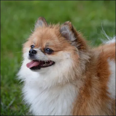 Et puis celui-ci, quelle peut donc être sa race ?