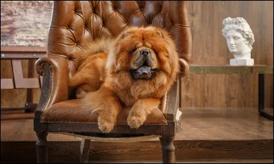 Et cette magnifique boule de poils, quelle est sa race ?