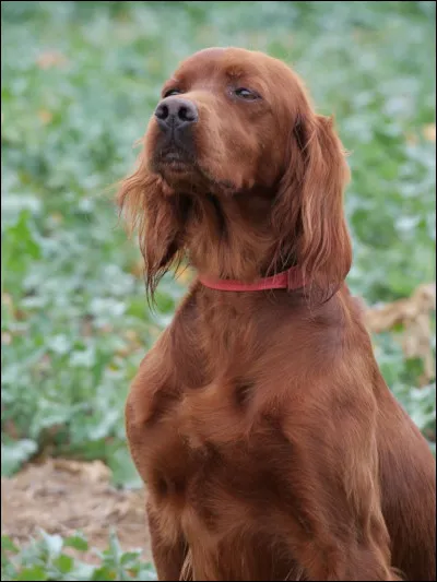 Maintenant, plus difficile, quel est ce chien ?