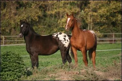 De quelle couleur est un cheval isabelle ?