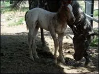 Quelles sont les 3 preuves du concours complet ?