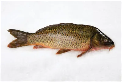 Où se trouve l'hamatum, dans le corps humain ?