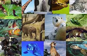 Quiz Animaux