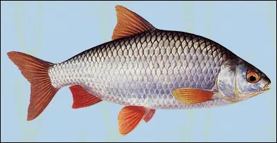 Comment dit-on "poisson" en anglais ?