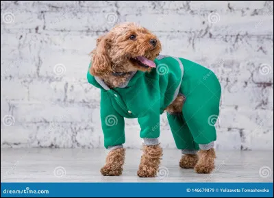 Que préfères-tu porter ?