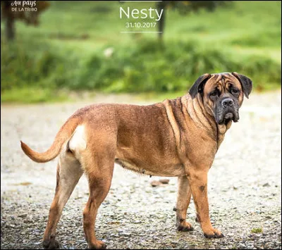 Auparavant, à quoi le cane corso servait-il ?