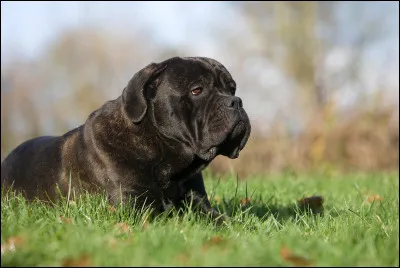 Quel est le caractère du cane corso ?