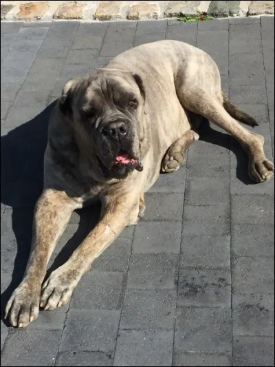 Quelles sont les qualités ou les défauts des cani corsi ?