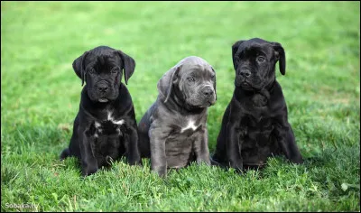 Quand un chiot naît, il naît directement avec les yeux ouverts.
