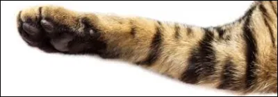 Quelle lettre faut-il remplacer pour obtenir un fruit du Moyen-Orient ?