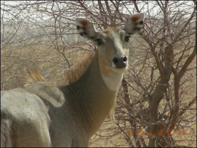Hormis le paludisme*, voici les maladies les plus répandues par les moustiques : le zika, le chikungunya, la dengue, le virus [...lequel ?] et la fièvre jaune.
