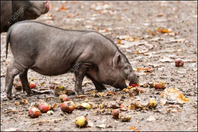 Quel est son régime alimentaire ?