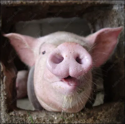 Comment nomme-t-on le nez du cochon ?
