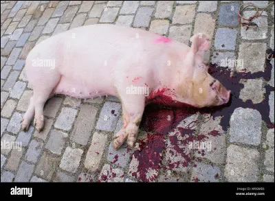 Pourquoi le tue-t-on ?