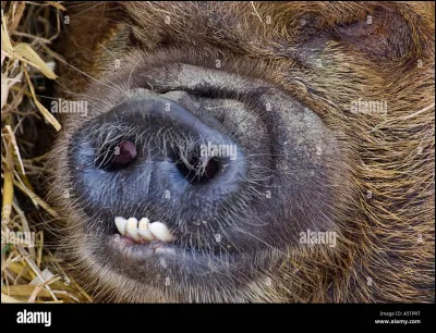 Combien de dents a-t-il ?