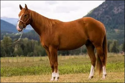 Tu pr&eacute;f&egrave;res les chevaux...