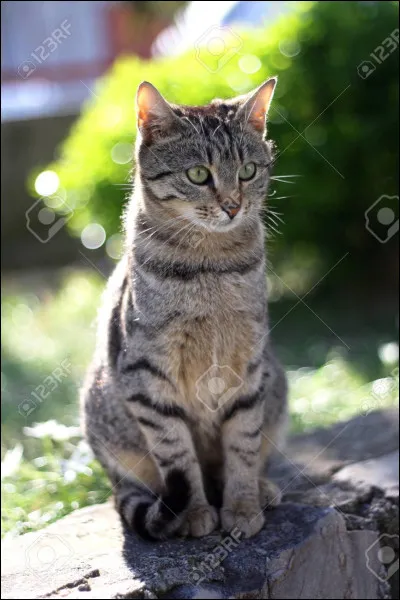 Peut-on avoir ce skin-là ?