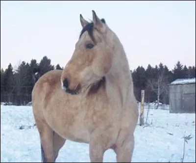 Dans quel épisode les filles entrent-elles par effraction dans le bureau de la mère ?