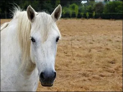 Qui sont entrées par effraction ?