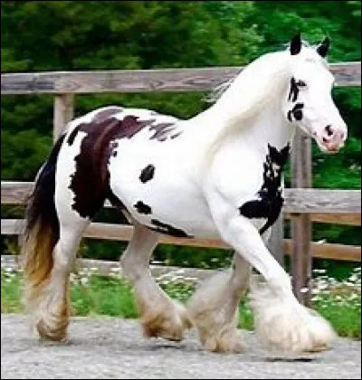 Dans l'épisode "Voleur de chevaux", Zoé s'est blessée