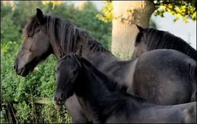 L'enfant d'Ariel et de Raven ?