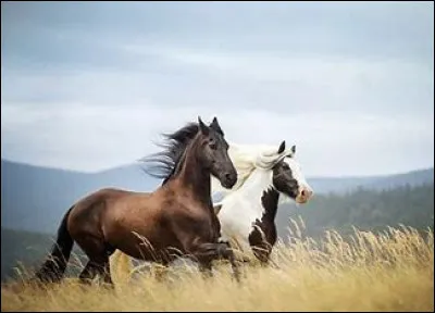 Sur quoi arrive Franc pour aller récupérer Zoé, Maguie et Rosie ?
