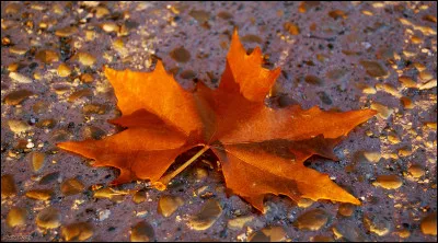 Quel arbre a perdu cette feuille ?