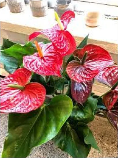 Quel est le nom de cette plante ?